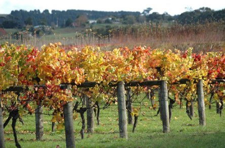 Apsley Gorge Vineyard - Hotel VIC 0