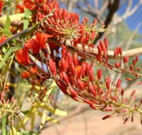 Olive Pink Botanic Garden - Hotel VIC