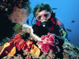 Cook Island Dive Site - Hotel VIC 0