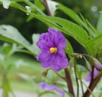 Alpha Native Flower Garden - Hotel VIC