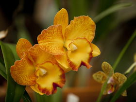 Queens Park - Orchid House - Hotel VIC 0