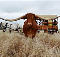Texas Longhorn Wagon Tours and Safaris - Hotel VIC