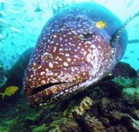 Lady Musgrave Island Dive Sites - Hotel VIC