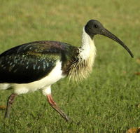 Toowoomba Bicentennial Waterbird Habitat - Hotel VIC