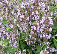 Otway Herbs - Hotel VIC