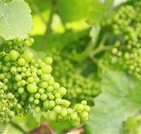 Waratah Hills Vineyard - Hotel VIC