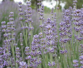 Warratina Lavender Farm - Hotel VIC 0