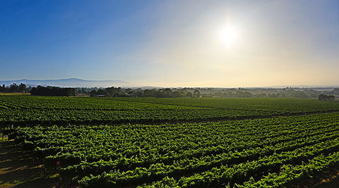 GREENSTONE VINEYARDS - Hotel VIC 0