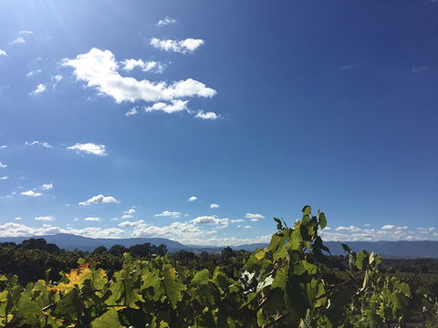 GREENSTONE VINEYARDS - Hotel VIC 5