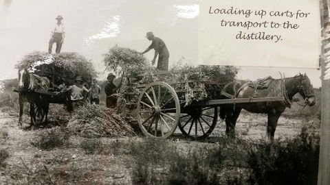 Eucalyptus Distillery Museum - Hotel VIC 4