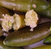 Sandy Creek Olives and Finger Limes - Hotel VIC