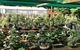 Bonsai At The Bay - thumb 0