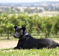 Moothi Estate Vineyard and Cellar Door - Hotel VIC