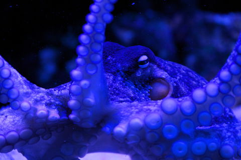 Solitary Islands Aquarium - Hotel VIC 2