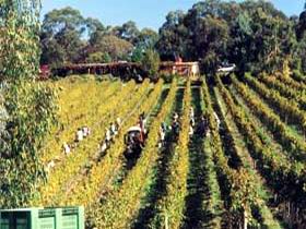 Mt Lofty Ranges Vineyard - Hotel VIC 1