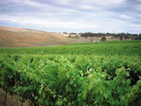 Uleybury Wines - Hotel VIC 2