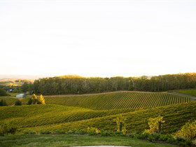 Pike And Joyce Wines - Hotel VIC 1
