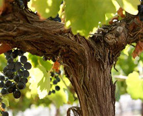 Blackjack Vineyards - Hotel VIC 0