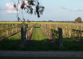 Water Wheel Vineyards - Hotel VIC 0