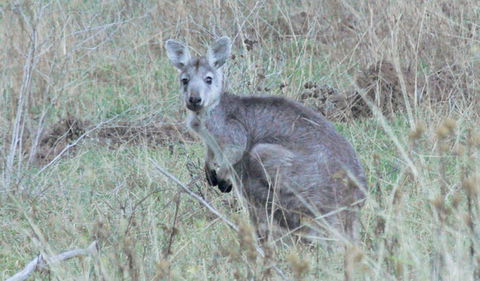 Capertee National Park - Hotel VIC 3