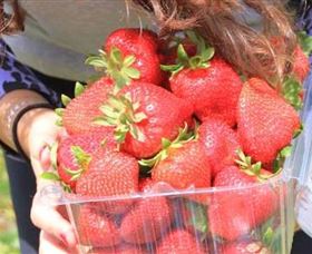 Mia Cucina Walking Food Tours - Hotel VIC 5