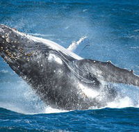 Sydney Whale Watching - Hotel VIC