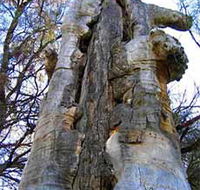 Junction Island Nature Reserve Canoe Tree and Walking Track - Hotel VIC