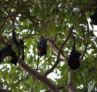 Manngarre Rainforest Walk