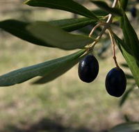 Red Rock Olives - Hotel VIC