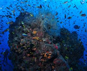 SS Yongala Dive Site - Hotel VIC 1
