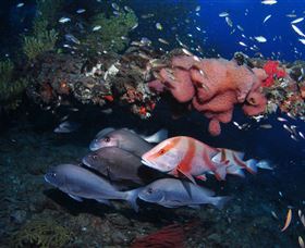 SS Yongala Dive Site - Hotel VIC 2