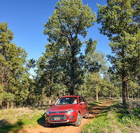 Forest drive - Hotel VIC