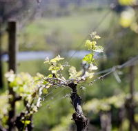 Mountainside Wines - Hotel VIC