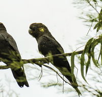 Conimbla National Park - Hotel VIC