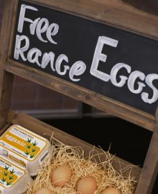 A Slice Of Orange - Hotel VIC 1