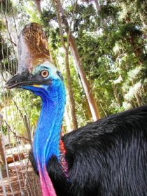 Cooberrie Park Wildlife Sanctuary - Hotel VIC 1
