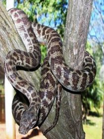 Cooberrie Park Wildlife Sanctuary - Hotel VIC 3