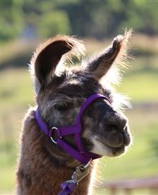 Ottaba Llamas - Hotel VIC 3