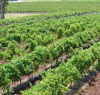 Pokolbin Brothers Wines Hunter Valley - Hotel VIC