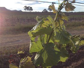 Drayton's Family Wines - Hotel VIC 1