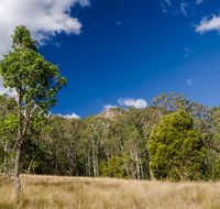 Brush Turkey track - Hotel VIC
