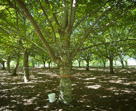 Sassafras NSW Hotel VIC