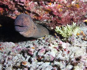 Anchor Bommie Dive Site - Hotel VIC 1