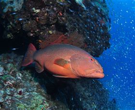 Anchor Bommie Dive Site - Hotel VIC 0
