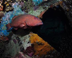 Severance Shipwreck Dive Site - Hotel VIC 1