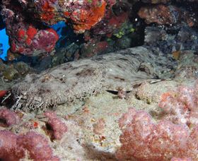 Lighthouse Bommies Dive Site - Hotel VIC 0