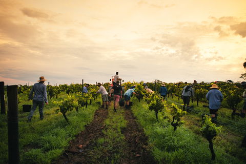 Tyrrells Vineyards - Hotel VIC 1