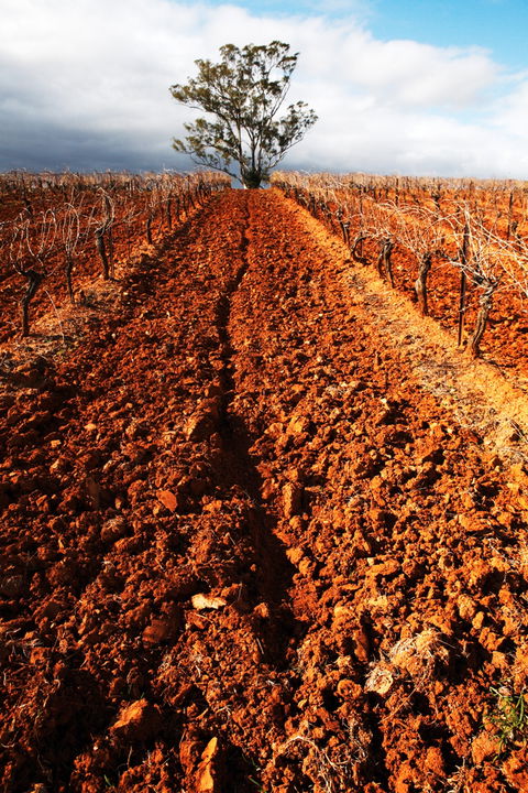 Tyrrells Vineyards - Hotel VIC 3