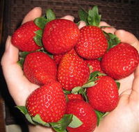 The Strawberry Farm - Hotel VIC