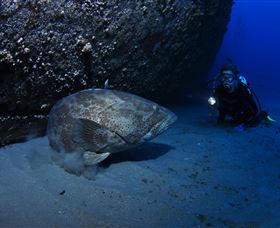 HMAS Brisbane Dive Site - Hotel VIC 3